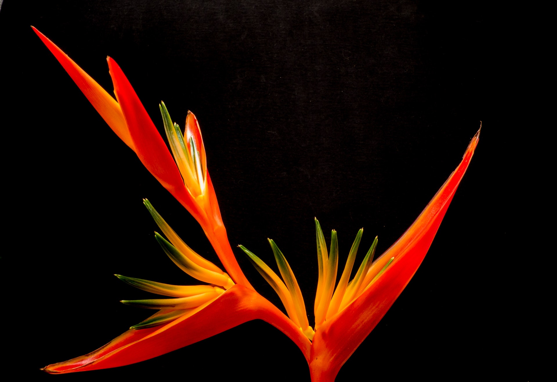 image of a flower